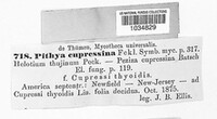 Pithya cupressina image